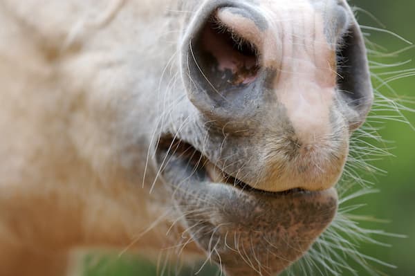 cow