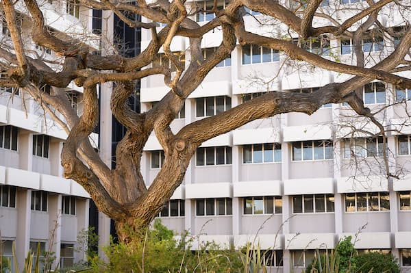tree
