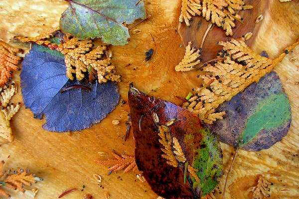 leafs