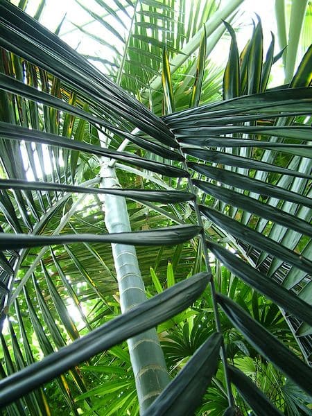 plant