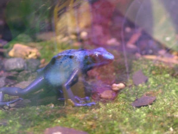 frog
