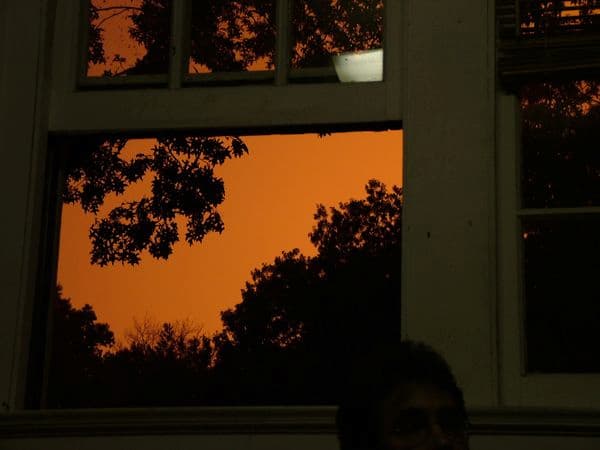 shadow of tree