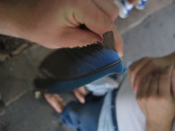 feather