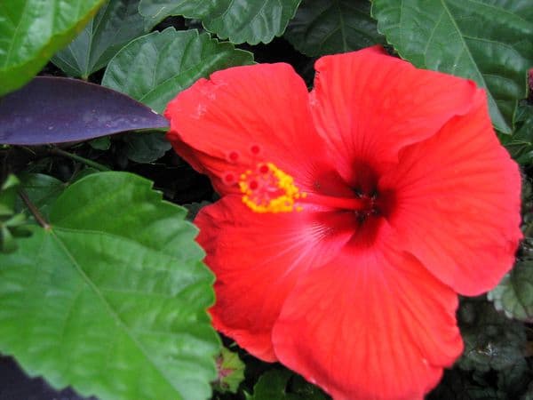flower