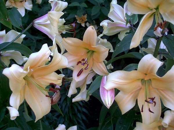 flowers