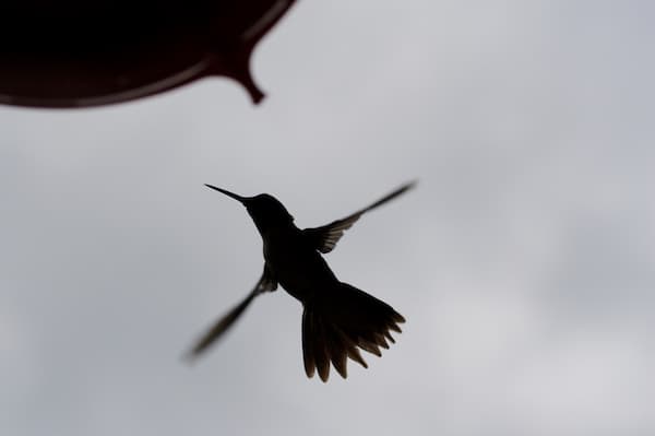bird