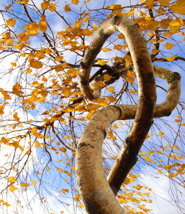 tree