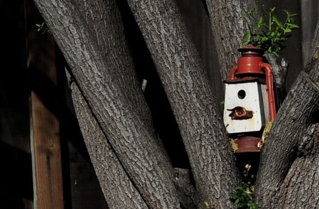 lamp
