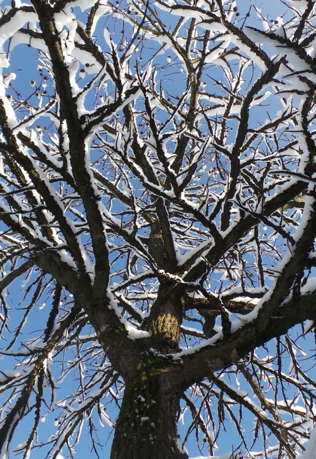 tree