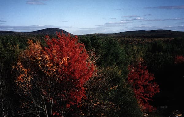 trees