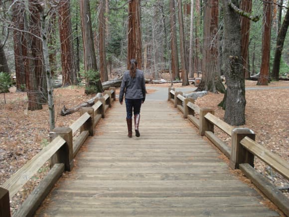 forest