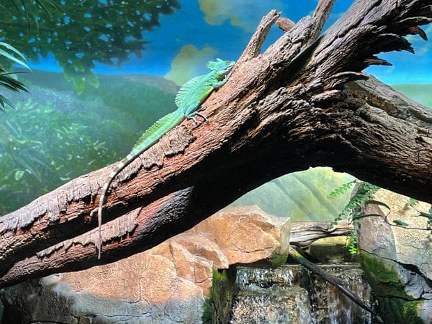 Jesus and the Basilisk Lizard