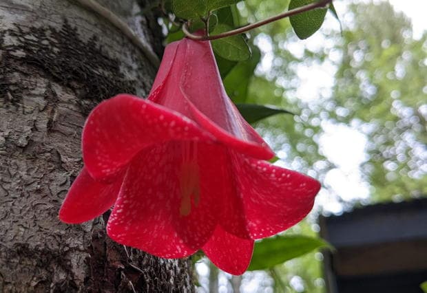 From Cultural Diversity to Biodiversity: Catching a Vision