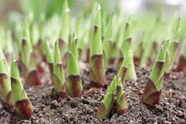  Notes from the Pandemic: Searching for Sprouts