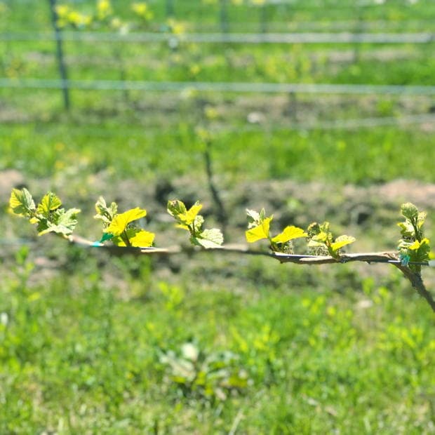 Lessons from a Vineyard