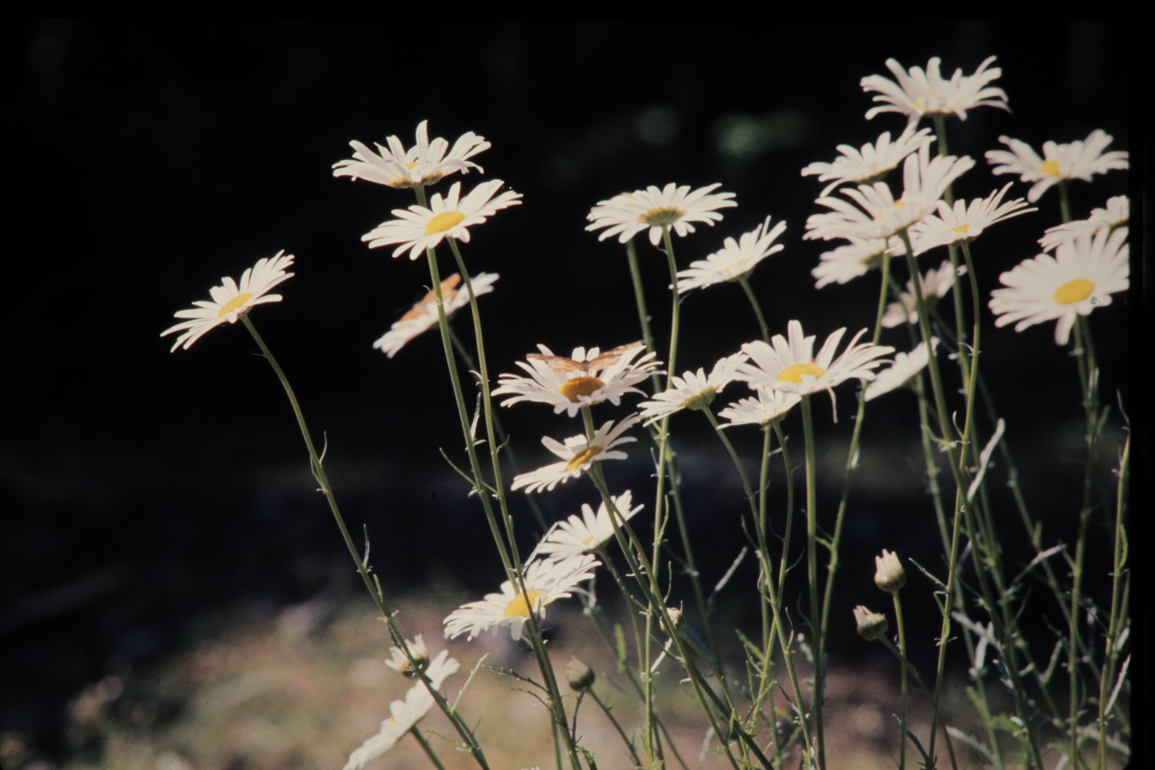 Psalms for Lent: Holy Week