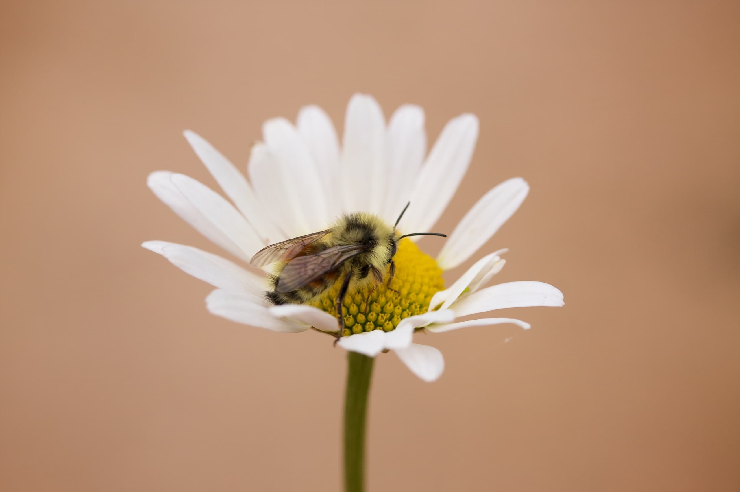 Plagiarism and Scholarship: A Lesson from the Bee