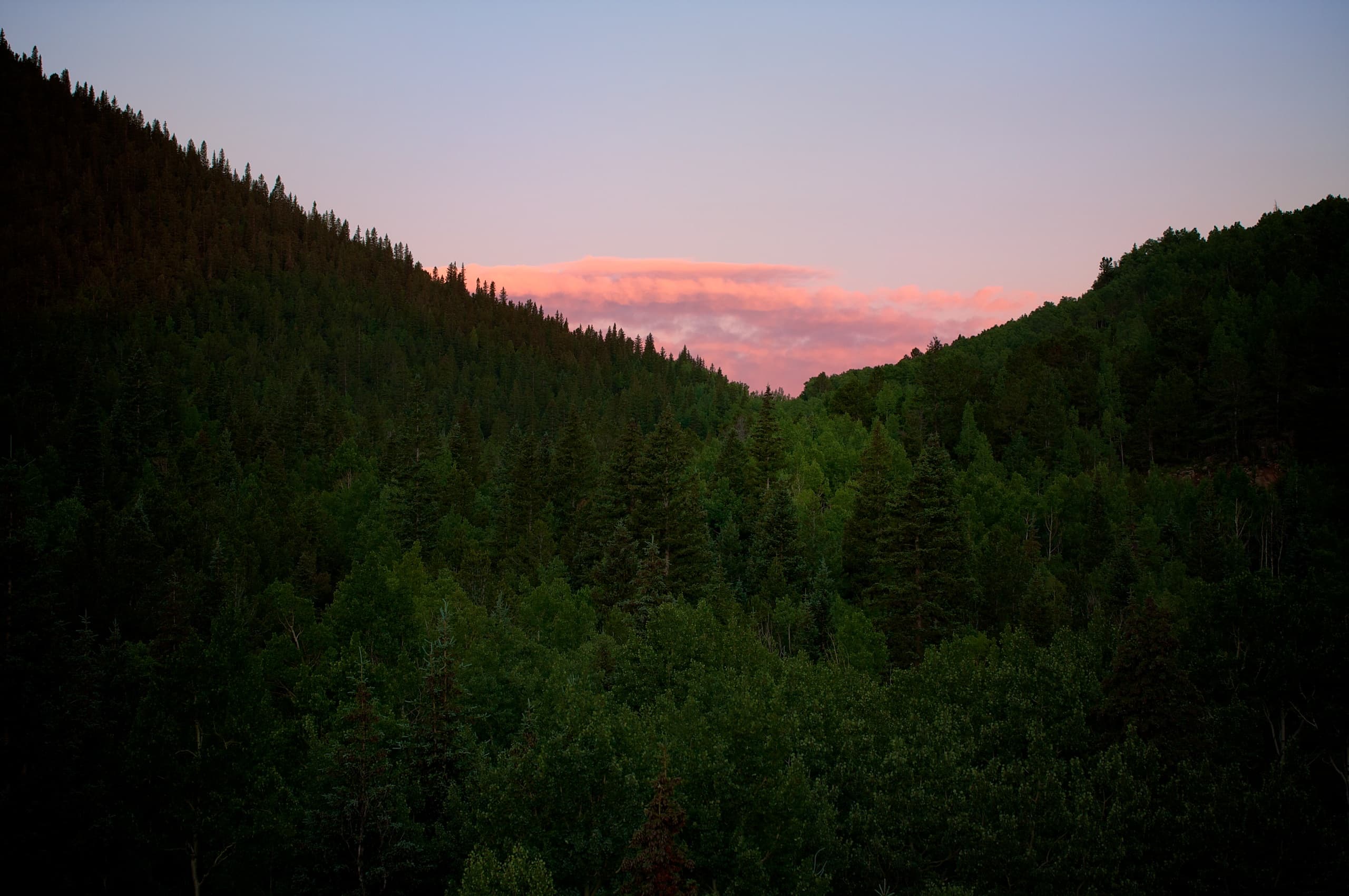 view of the forest
