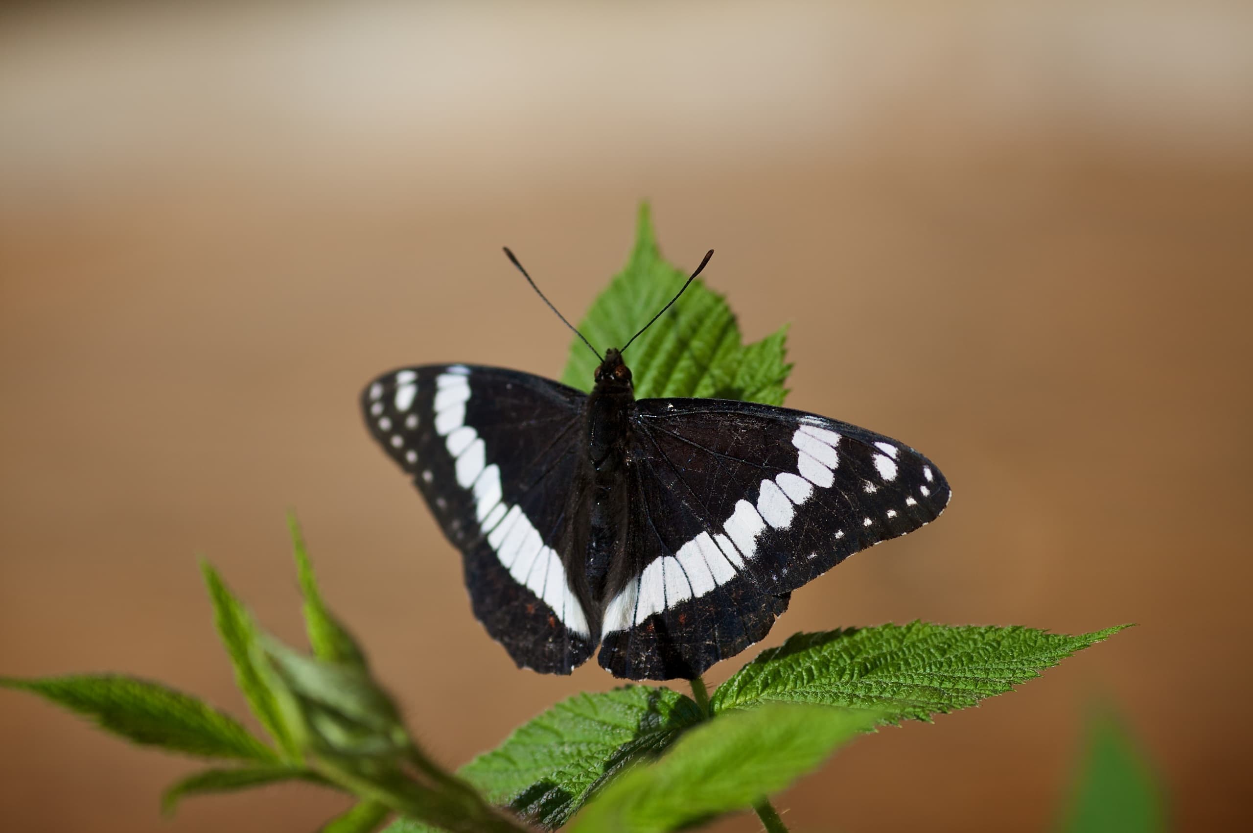 Notes from the Pandemic: Creating Flutter Time