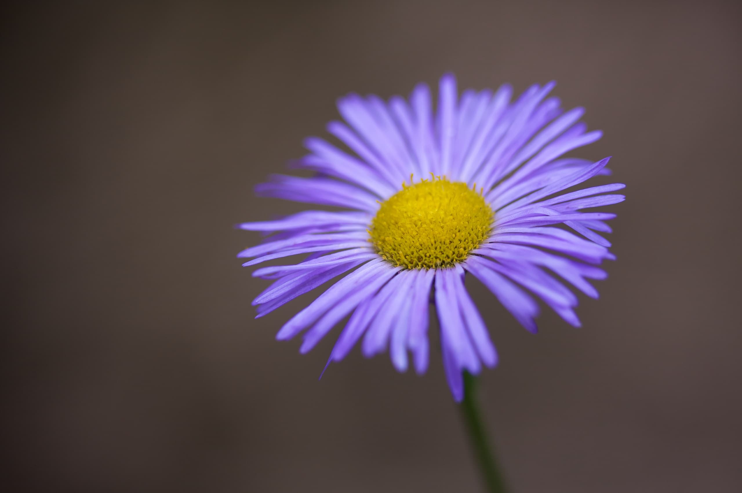 Psalms for Lent: Week 2