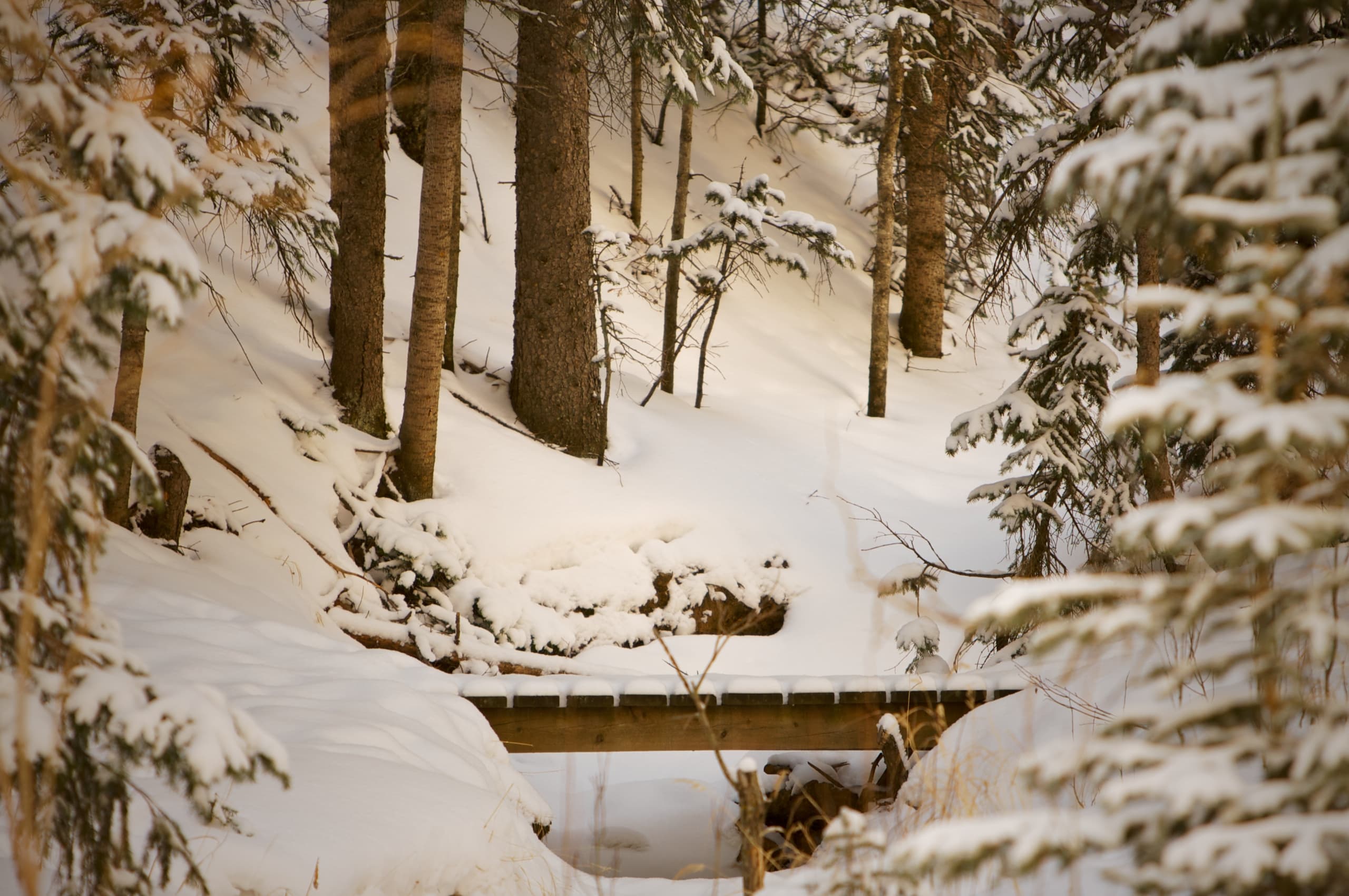 Fill Me with Joy: Advent Breath Prayers 2020