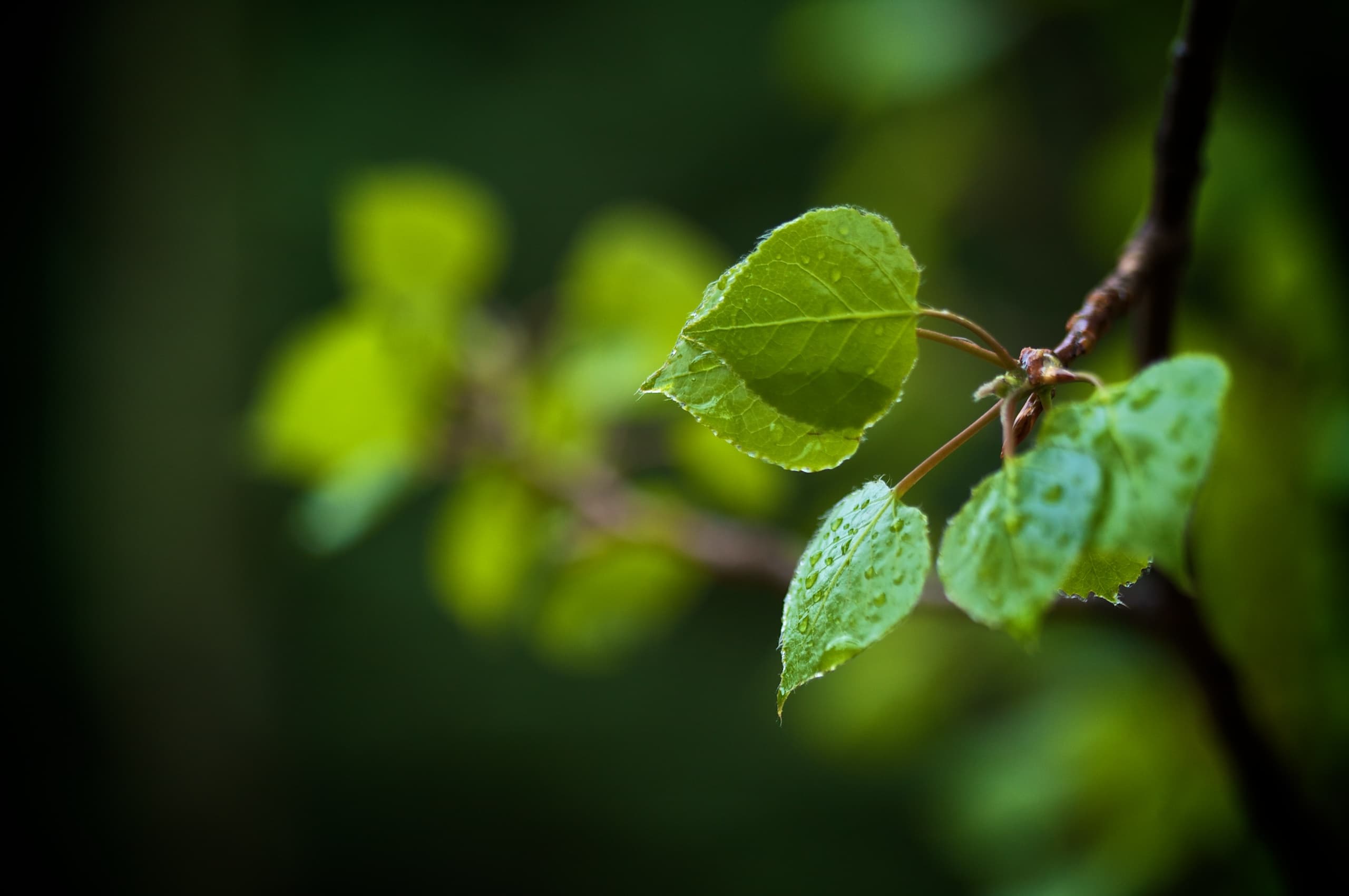 End-of-Life Care: Reflections for All Saints' Day