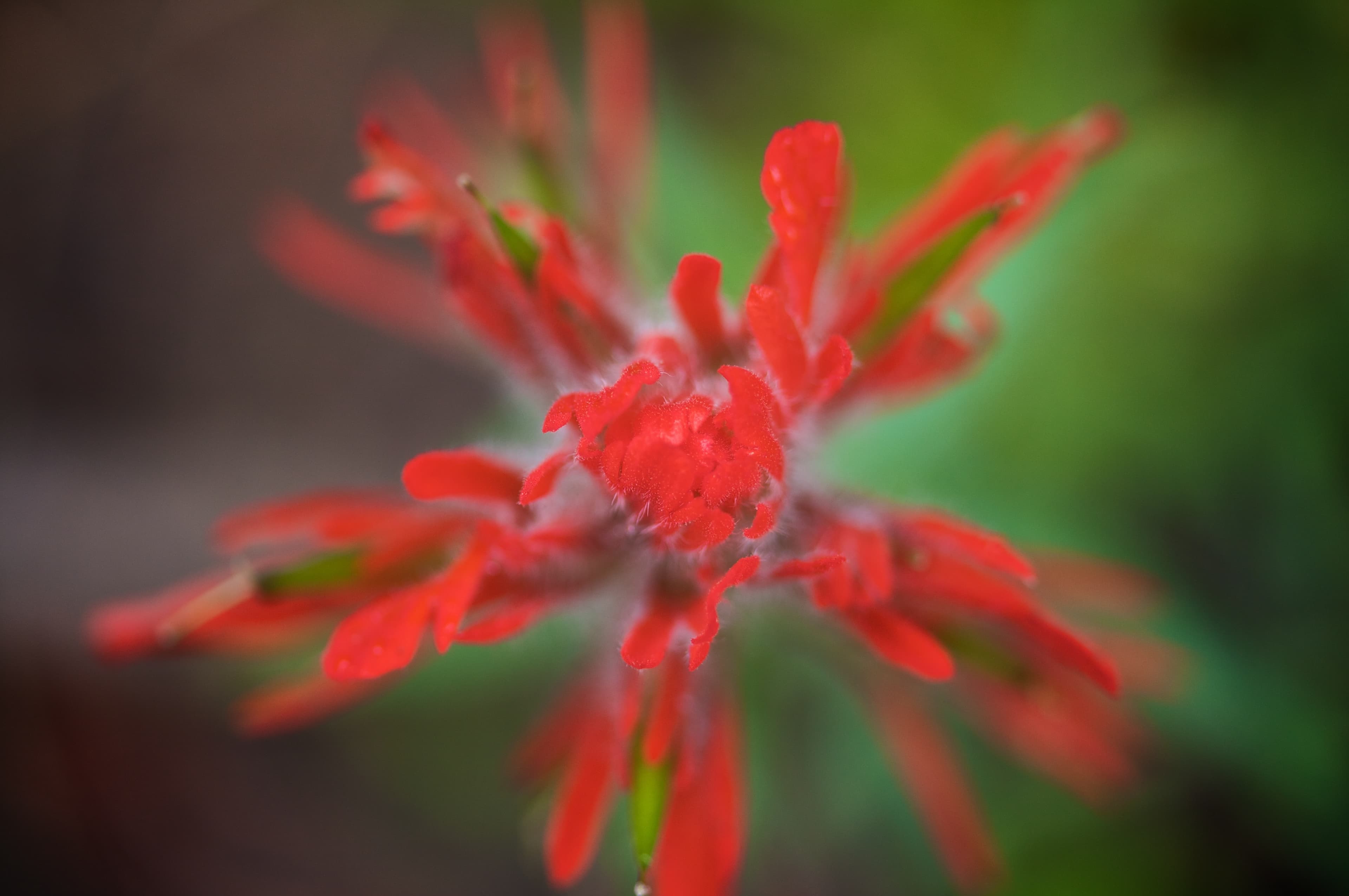 Poems for Contemplation: "Sarah Considers the Stars"