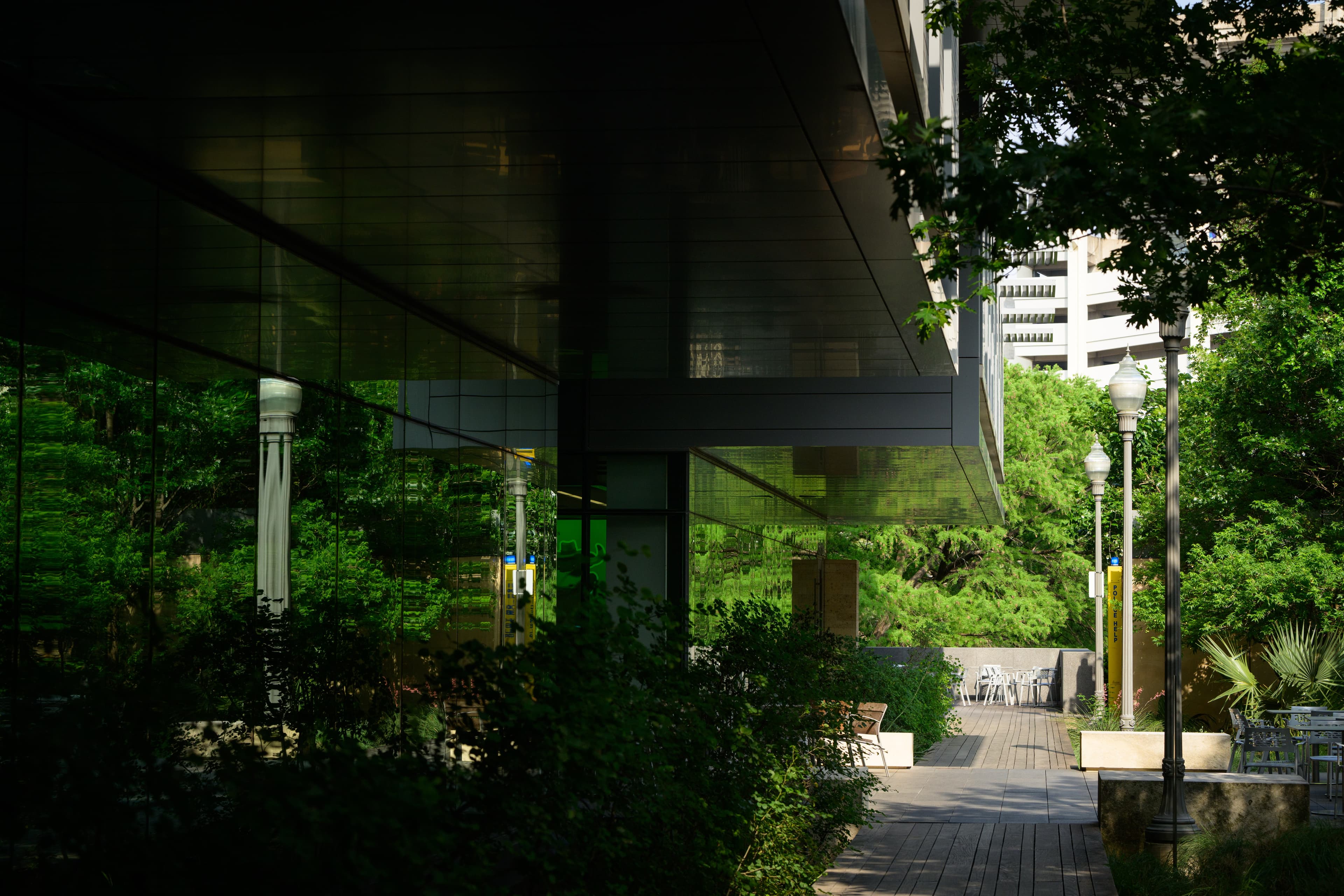A Tree Grows on Campus