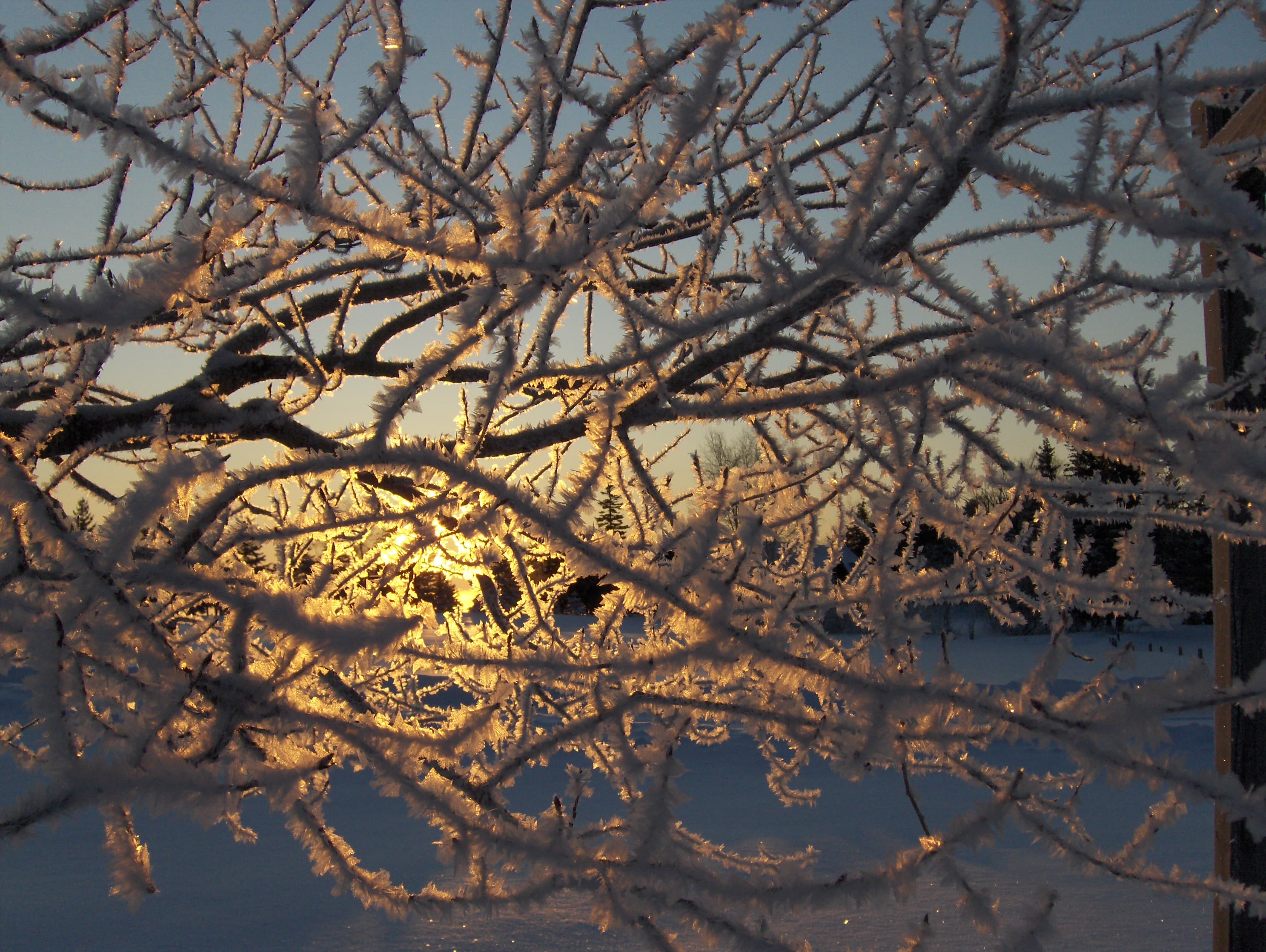 Dwell Among Us: Advent Breath Prayers 2020