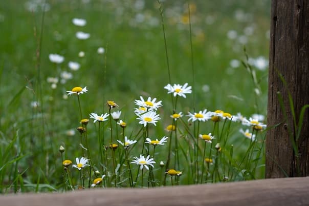Psalms for Lent: Week 6