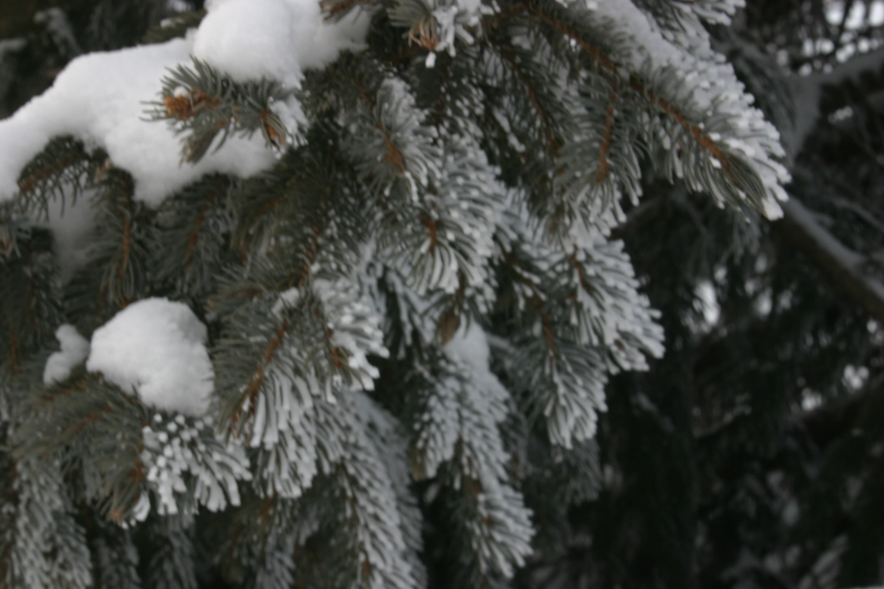 End-of-Year Gratitude: Genuine or Gut-Churning?