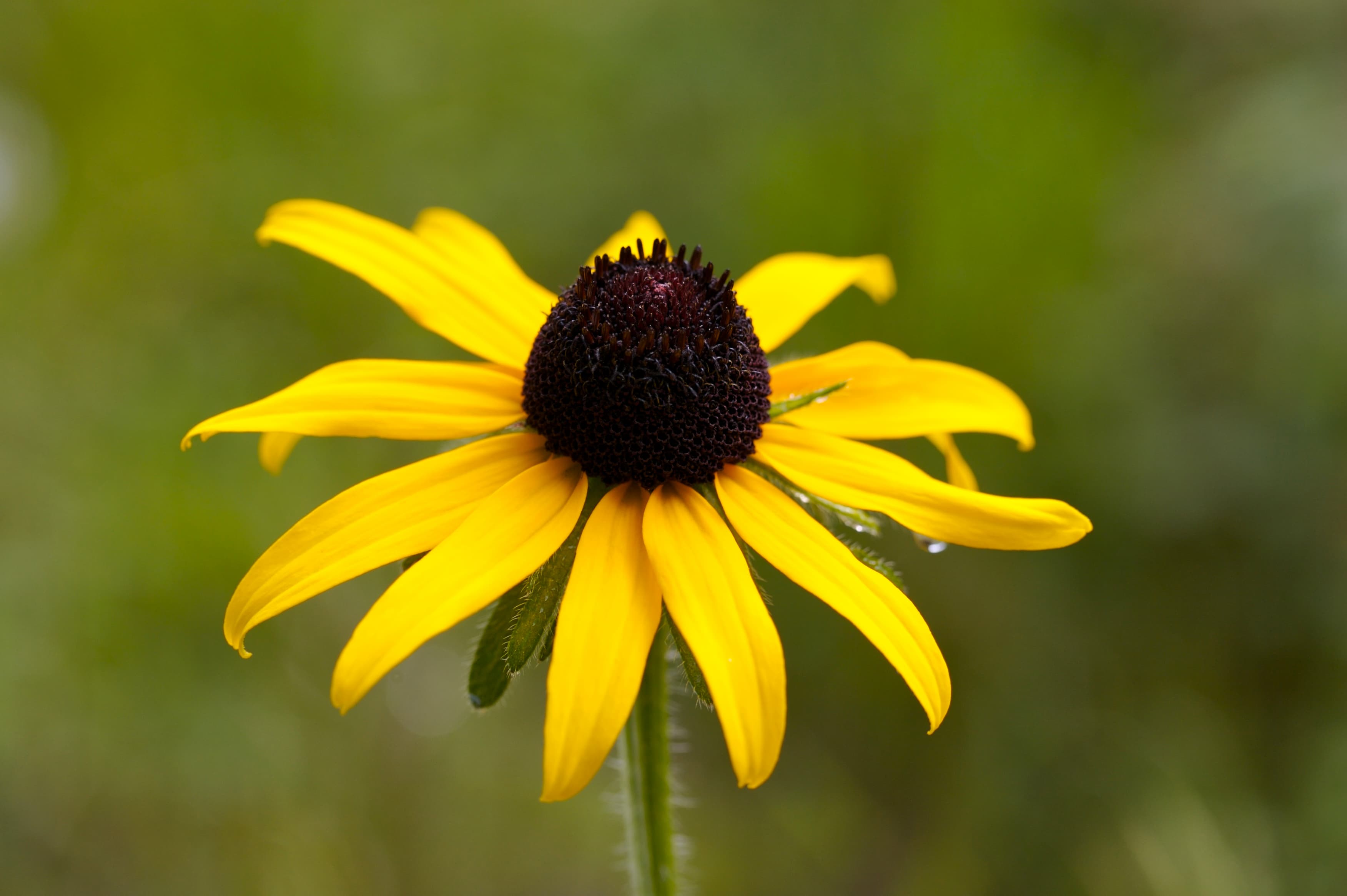 Cultivating New Things: A Letter from the Editor