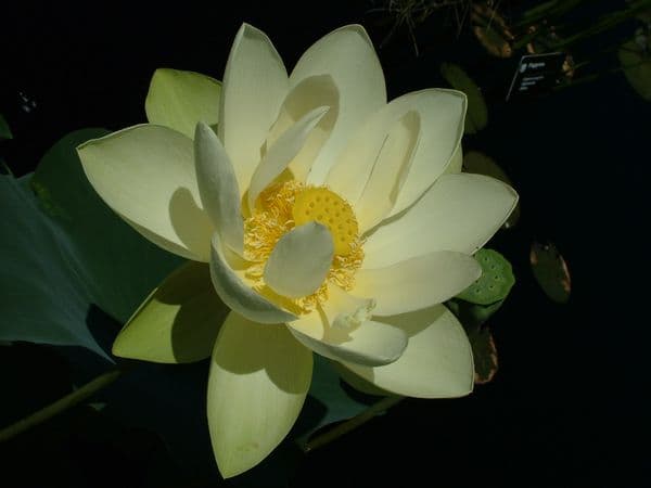 Poems for Contemplation: "Listening to Beethoven's Fifth"