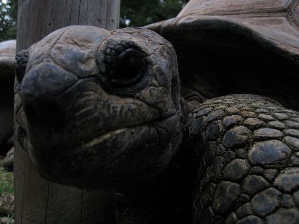 turtle