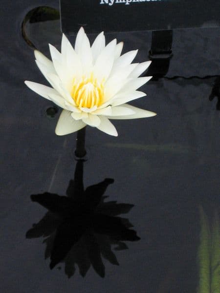 Poems for Contemplation: "Manna"
