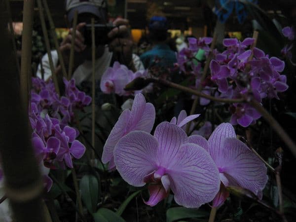 Preparing for Lent: Heart, Mind, and Soul