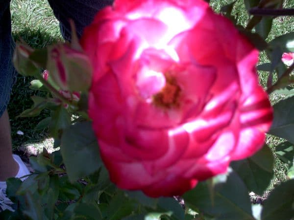 Queen Vashti: Choosing to Be Honorable at Personal Cost