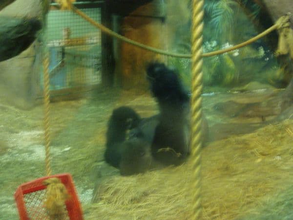 I Can’t Control Monkeys or Summon Cheerios (A Confession)