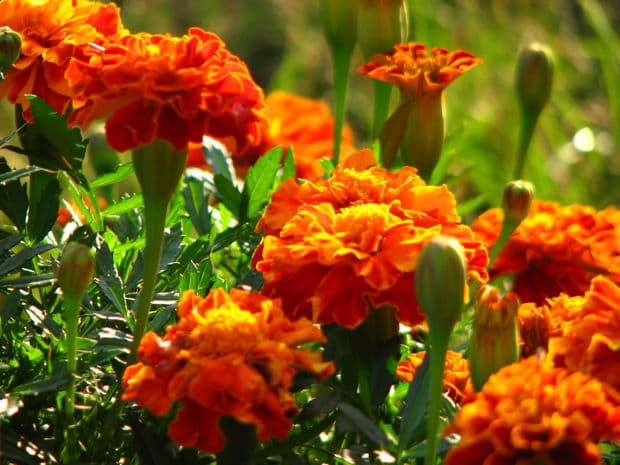 How Does Your Garden Grow?