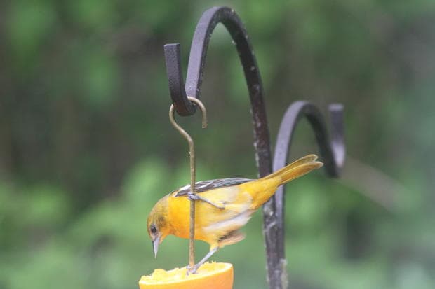 The Rewards of Noticing