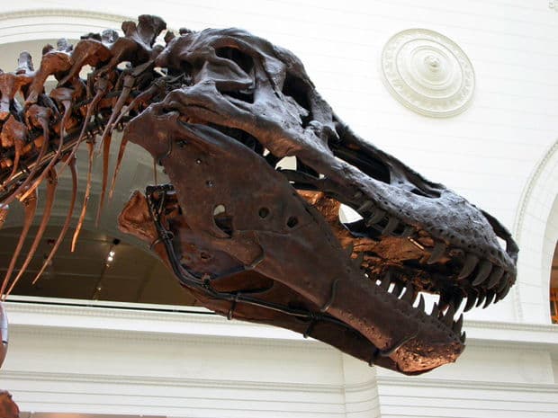 The Unlikely Paleontologist: An Interview with Mary Schweitzer (Part 2)