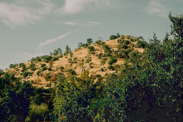 trees