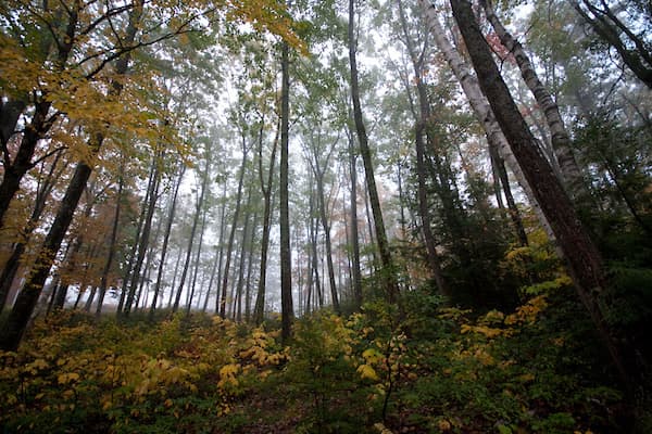 forest