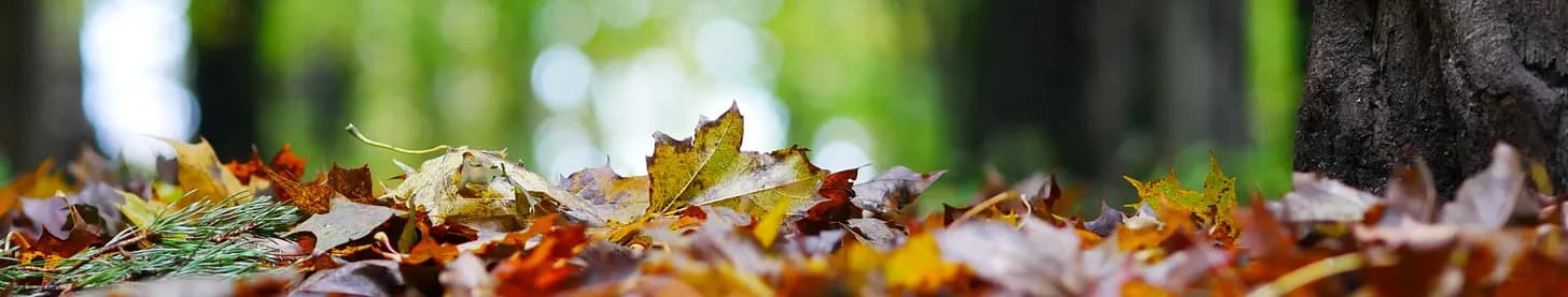 Beth Allison Barr and prayer for a new school year