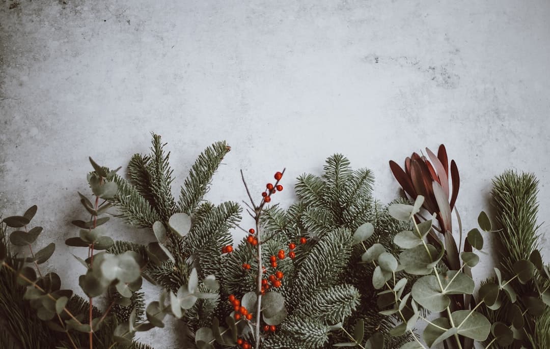 Advent Week 1: Hope