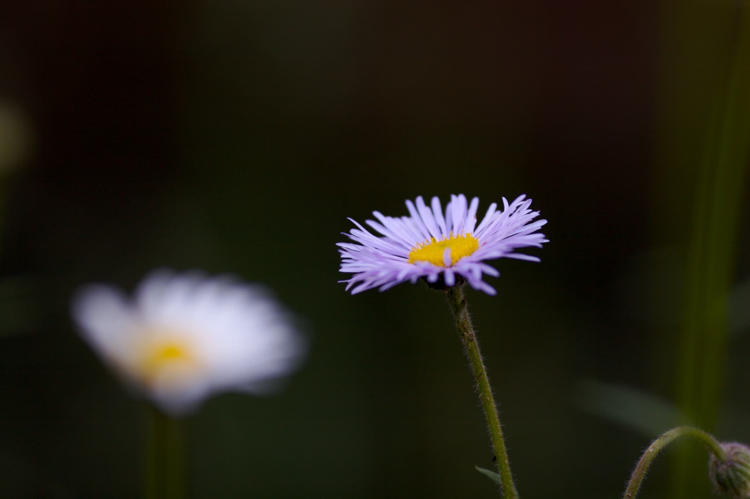 Poems for Contemplation: "Song"
