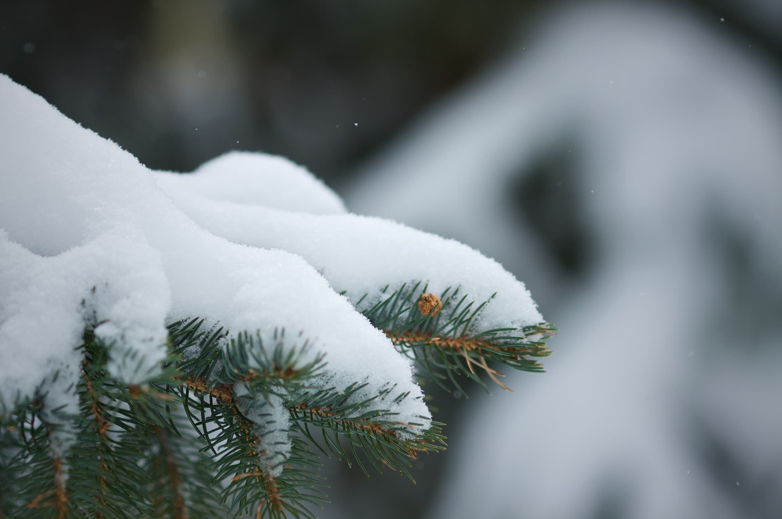 Peace on Earth: Advent Breath Prayers 2020