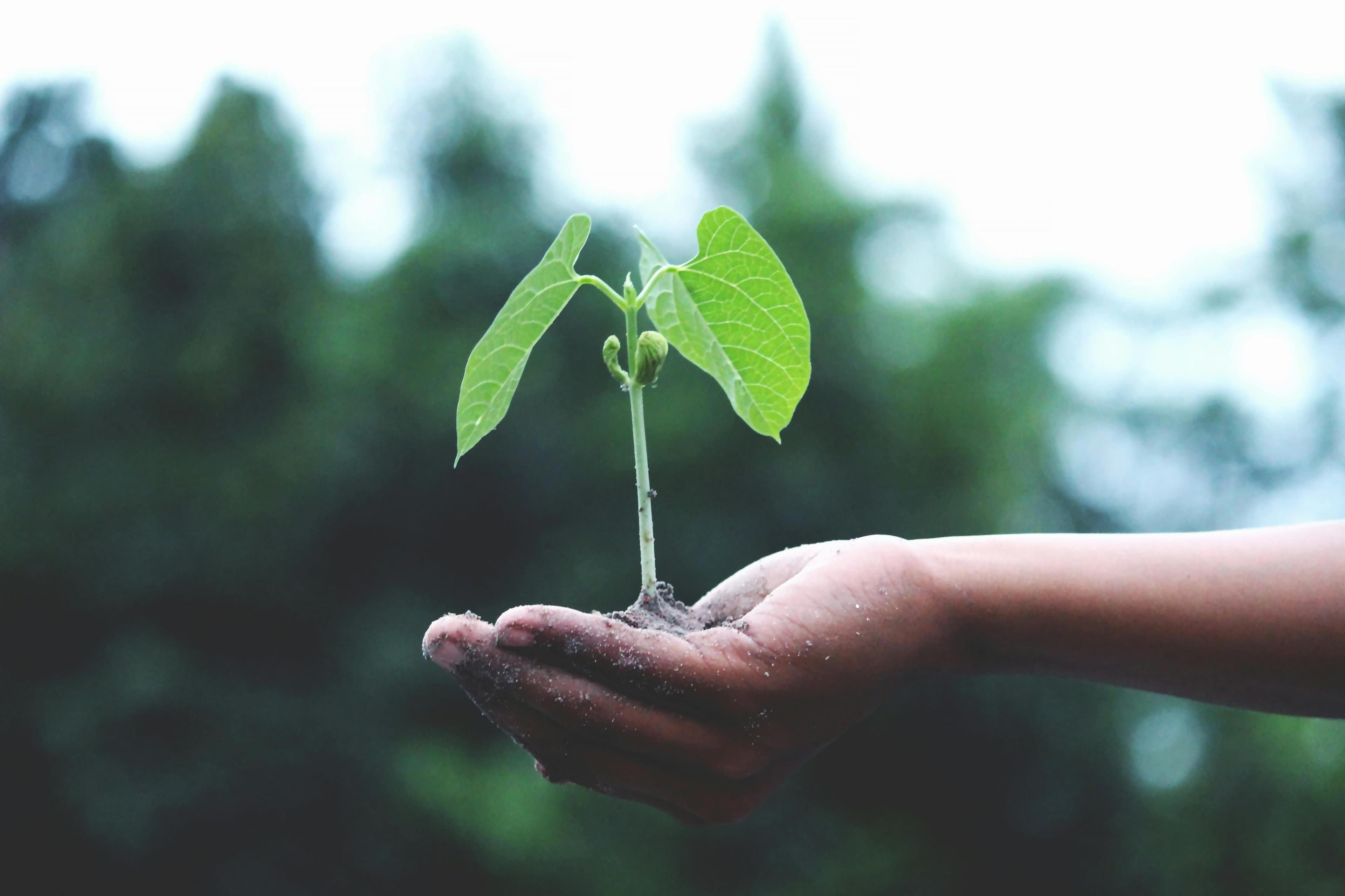 a hand with a plant