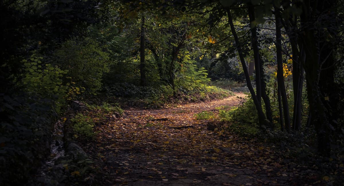 forest