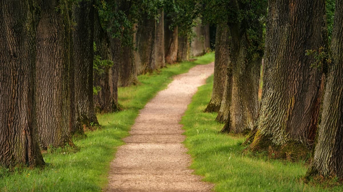 light road of trees